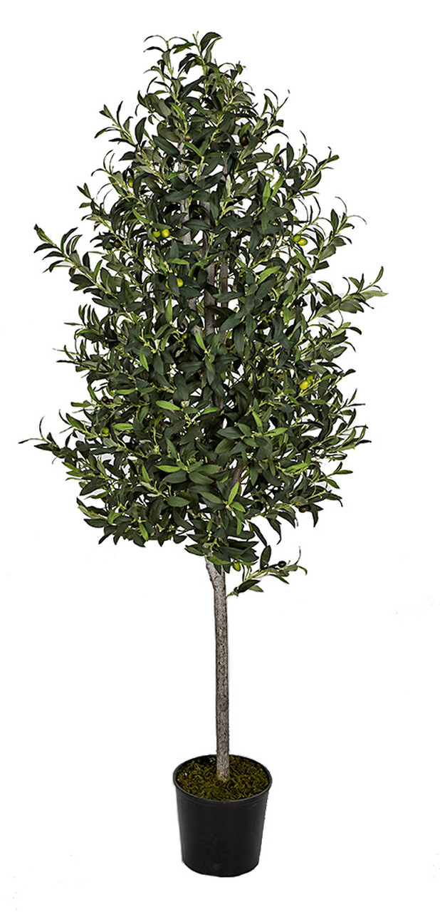 6 foot Olive Topiary 66 Olives